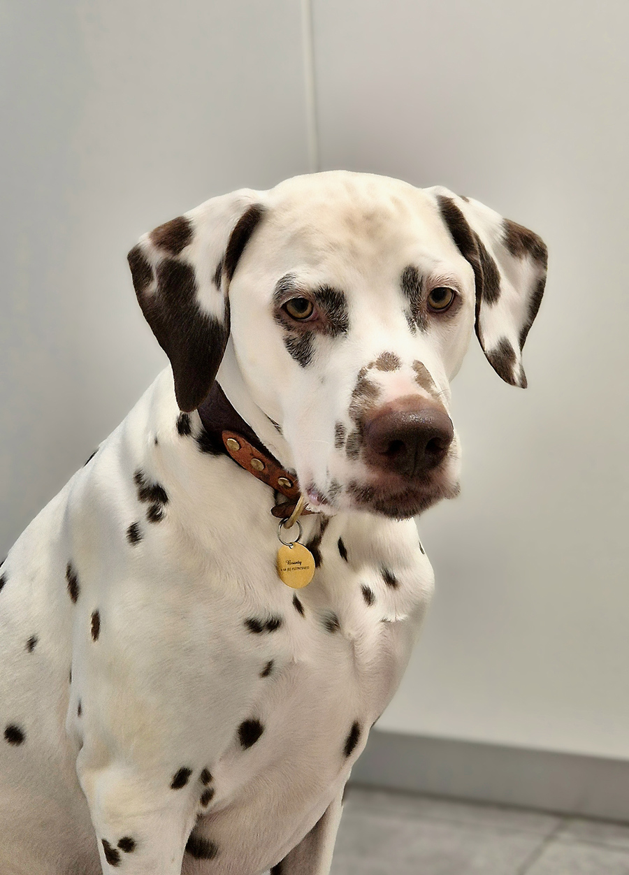 Bounty unser Familienhund